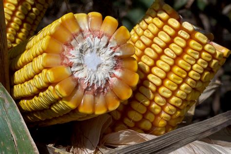 Spotlight on Types of Corn | Food Buzz | Kansas Farm Food Connection | Eating Healthy From Farm ...