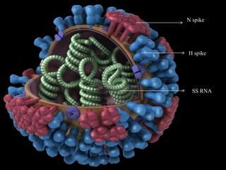 Orthomyxovirus - Morphology and laboratory diagnosis | PPT