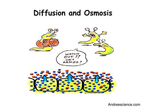 PPT - Diffusion and Osmosis PowerPoint Presentation, free download - ID ...