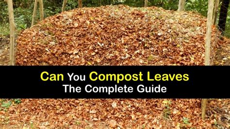 Composting Leaves - Adding Leaves to Your Compost