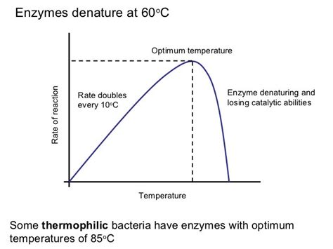 Enzymes