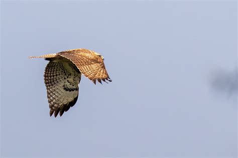 Hawk 1 · Free Stock Photo