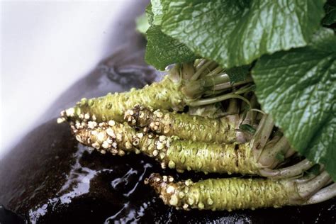 Shizuoka Wasabi - The birthplace of Wasabi cultivation - Explore Shizuoka