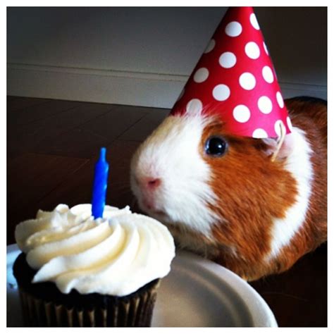 aww birthday pig! | Doğum günü hayvanlar, Ginepig, Çok şirin hayvanlar