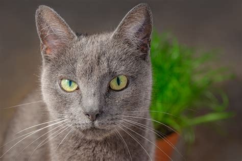 A Look at Creepy Cat Behavior: Why Does My Cat Stare At Me..? - Harpeth Hills Animal Hospital ...