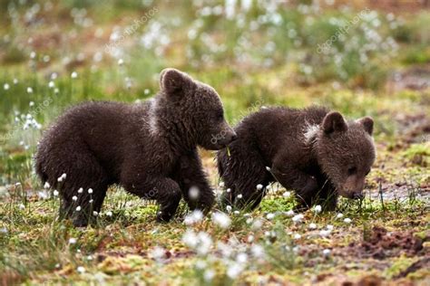 Brown bear cubs — Stock Photo © LuaAr #79300838