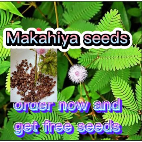 Makahiya plant seeds/Mimosa pudica (50seeds) | Shopee Philippines