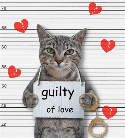 Cat guilty of love stock image. Image of celebration - 271060463