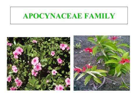 Apocynaceae