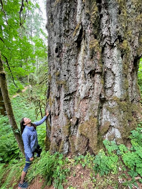 Old forests are critically important for slowing climate change and ...