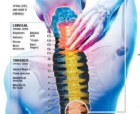 Interactive graphic: The spinal cord and its injuries – The Denver Post