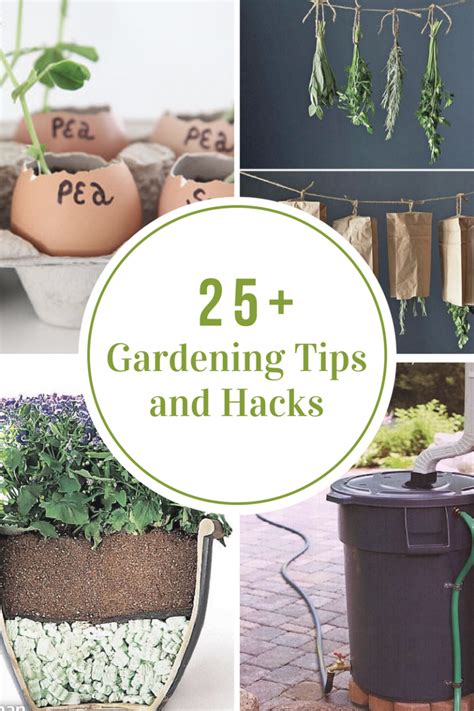 Gardening Tips and Hacks - The Idea Room