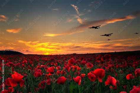 Lest we Forget, poppy field with WW11 planes flying across as the sun goes down. Remembrance Day ...