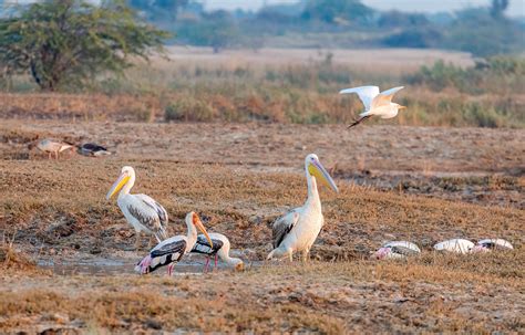 Wild Ass Wildlife Sanctuary | Little Rann of Kutch, Gujarat,… | Flickr