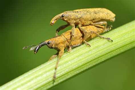 weevils » Skinny in a Land of Plenty