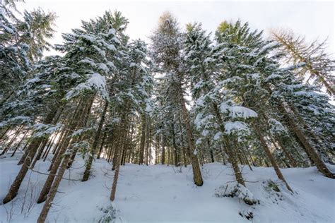 Majestic Winter Landscape with Snow-covered Trees. Dramatic Winter Scene Stock Photo - Image of ...