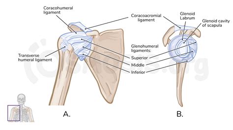 Anatomy of the glenohumeral joint | Osmosis