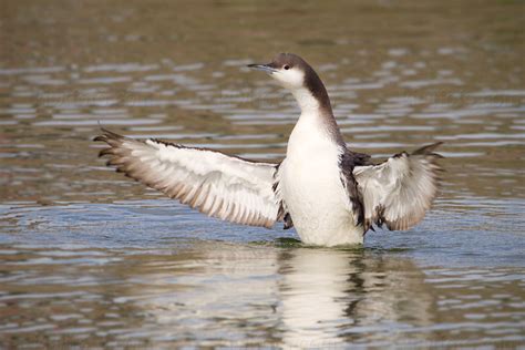 Photography - Bird | Wildlife | Nature - Christopher Taylor - Arctic Loon - San Simeon ...