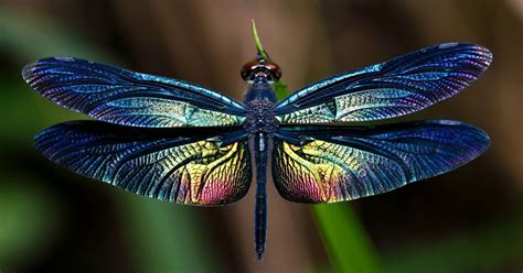 Dragonfly Facts - Learn About Nature