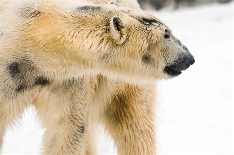 What Color Are Polar Bears, Actually? - A-Z Animals