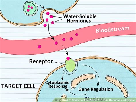 How to Study the Functions of Protein Hormones in Humans: 11 Steps