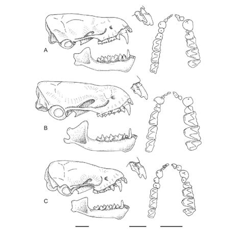 Skulls of three small vespertilionids, including lateral view of right... | Download Scientific ...