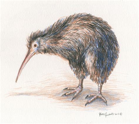 Kiwi Bird Drawing at GetDrawings | Free download