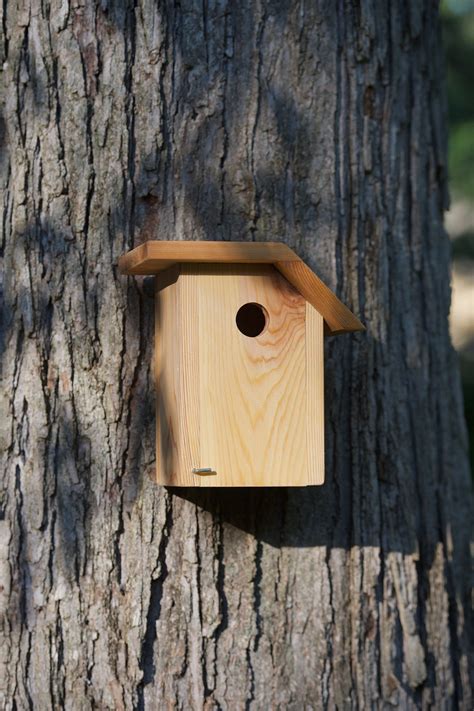 Prothonotary Warbler Cedar bird house | Etsy | Bird house, Bird, Cedar