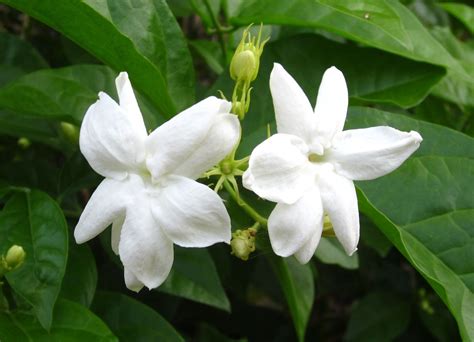 Sampaguita (Philippines national flower) | Tats | Pinterest ...