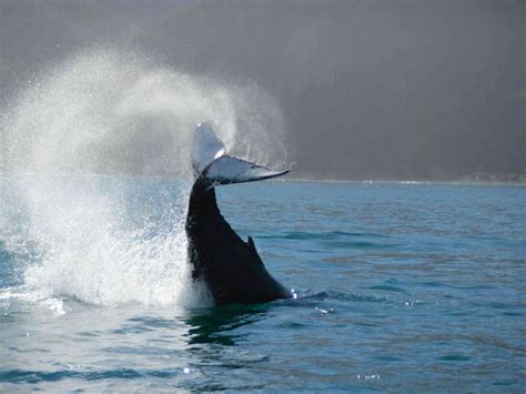 Whale watching | Story | Hero Traveler