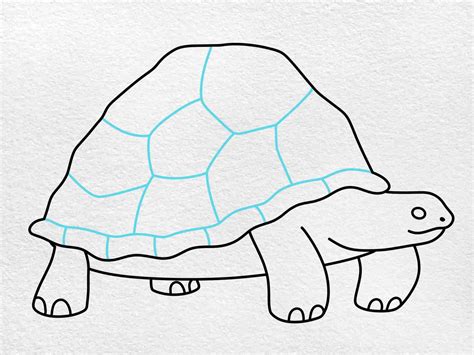 How to Draw a Tortoise - HelloArtsy