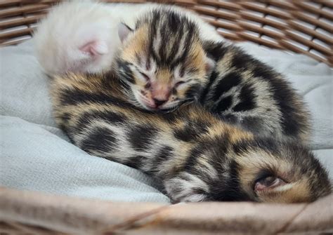 Bengal Kittens for sale in Australia