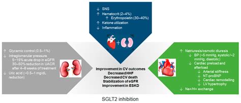 JCM | Free Full-Text | Pleiotropic Effects of Sodium-Glucose Cotransporter-2 Inhibitors in ...