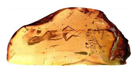 10 Incredible Amber-Preserved Fossils That Show Life Millions Of Years ...