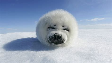 White Seal Pics