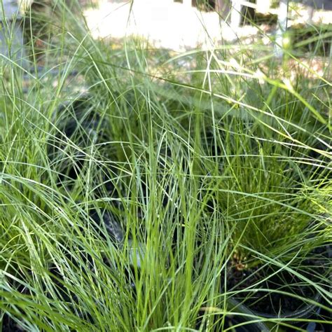 Carex pensylvanica – Gino's Nursery