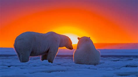 Polar Bears Wallpapers (61+ images)