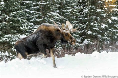 Expert Tips to Spot Banff Wildlife - Travel Banff Canada