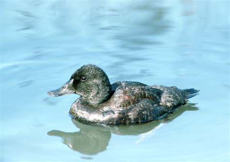 Blue-billed Duck - The Australian Museum