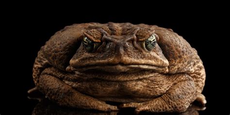 The Poisonous Cane Toad - Florida RV Trade AssociationFlorida RV Trade Association