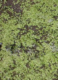 Duckweeds & Mosquito-ferns