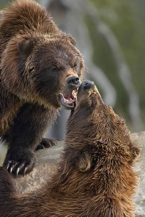 Predators and Preys | Brown bear, Bear pictures, Bear