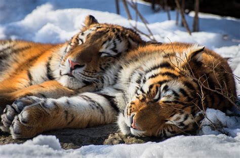 Slumbering Siberian Tigers - HD Wallpaper by Sébastien Clermont-Petit