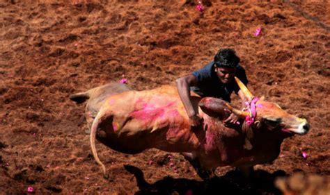 Jallikattu to be organised in Alanganallur in Tamil Nadu today ...