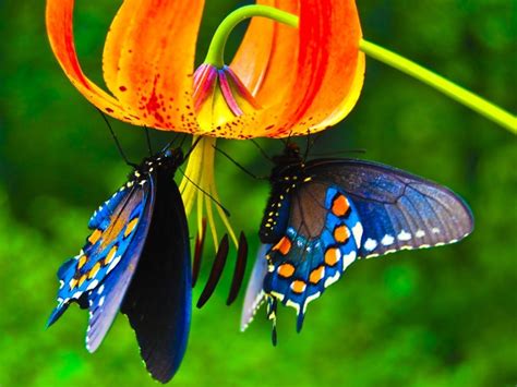 Butterfly And Flower Wallpapers - Wallpaper Cave