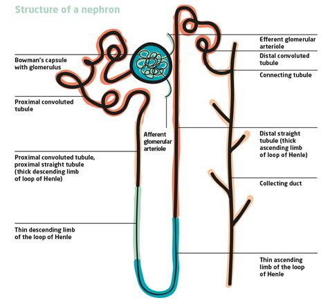 The Nephron Diagram Loop Of Henle