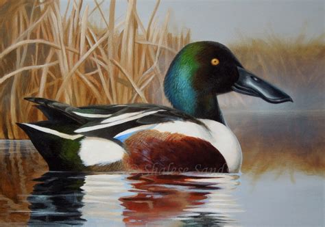 Characteristics - Northern Shoveler