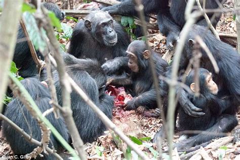 Meat-eating chimps that hunt baby monkeys prefer to eat brain first | Daily Mail Online