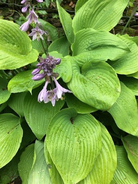 Hosta Sum and Substance - Woodfields Nursery