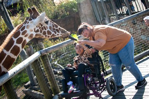 Giraffe Feeding | Columbus Zoo and Aquarium